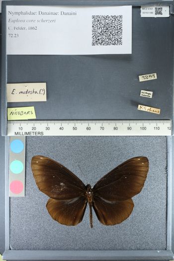 Media type: image;   Entomology 161186
